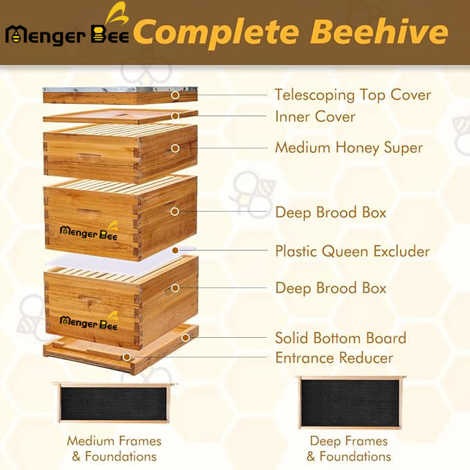 10 frames Langstroth beehive