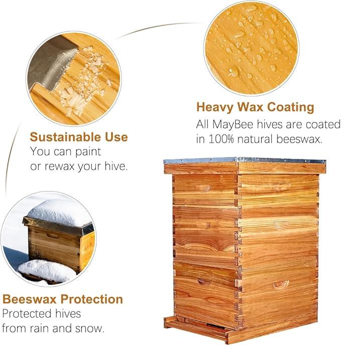 10 frames Langstroth hive