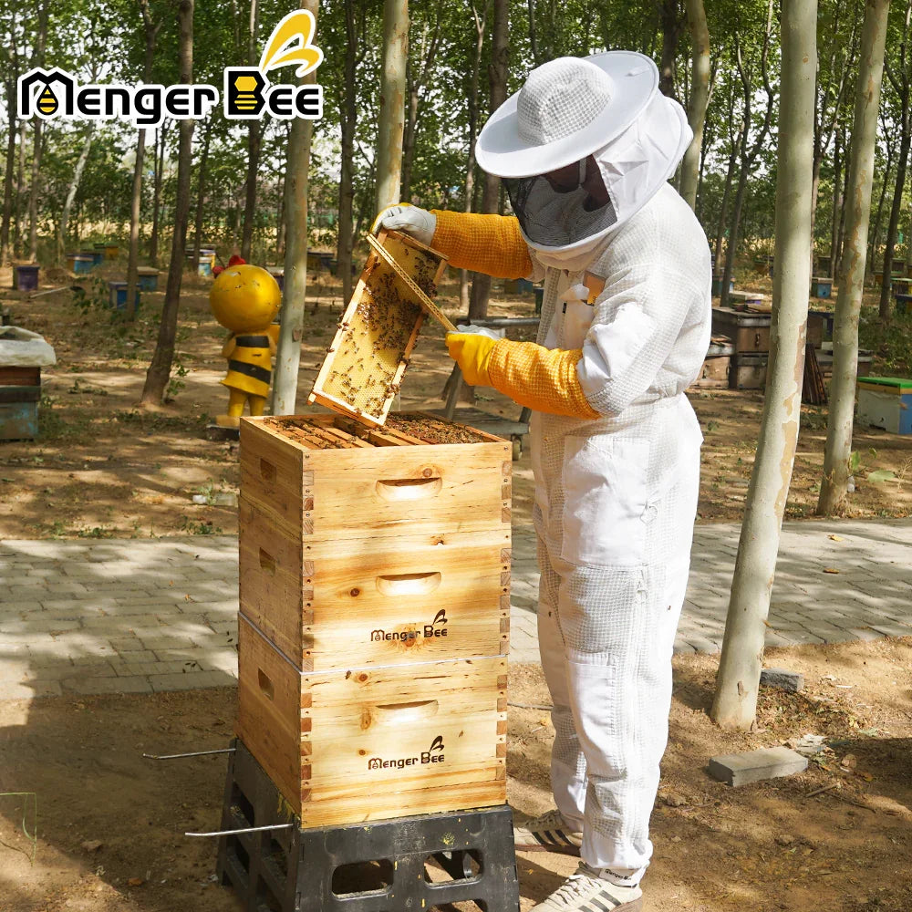 10 frames Langstroth hive