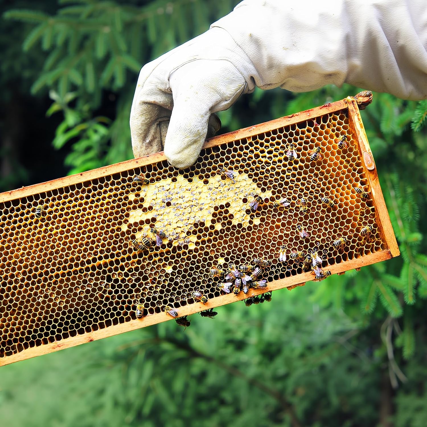 Premium Bee Frames